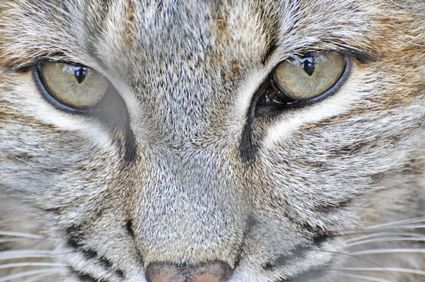 Le saviez-vous ? Info n.1 : Les chats voient des choses imperceptibles pour l'oeil humain.