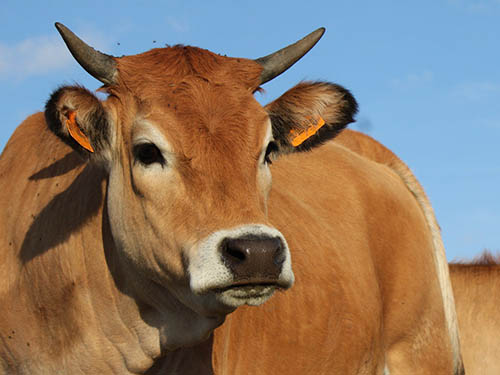 La Ferme de DIxmérie, vente directe de viande bio de race maraichine ou charolaise. 