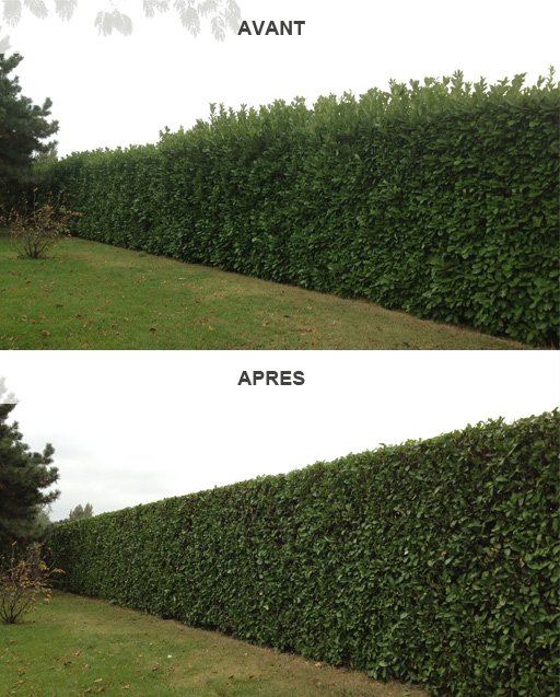 Taille-de-haie
