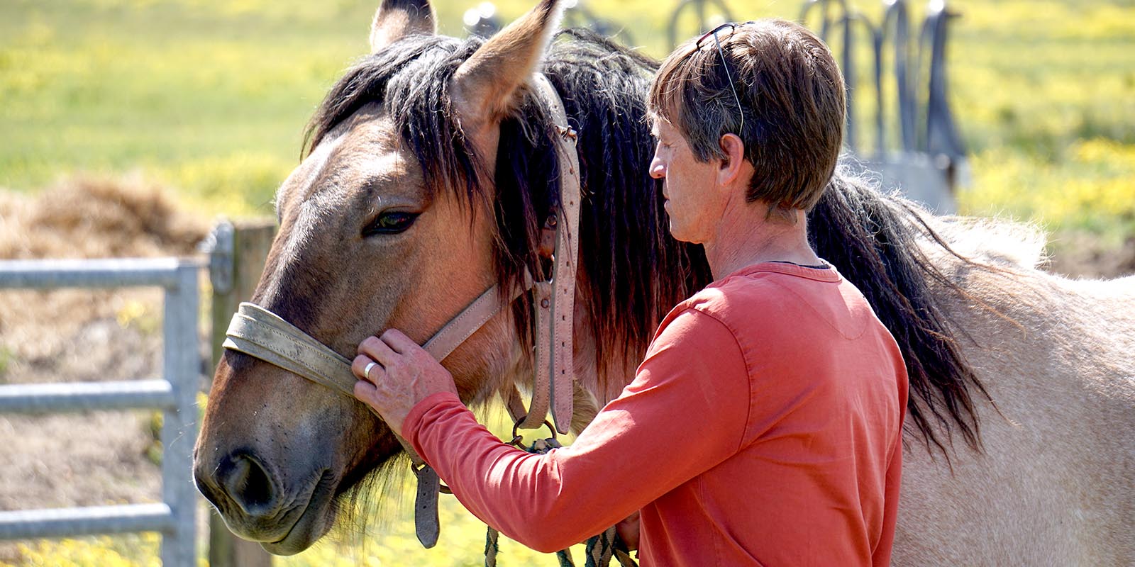 Chevaux dixmerie 1600x800