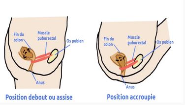 Position-toilettes