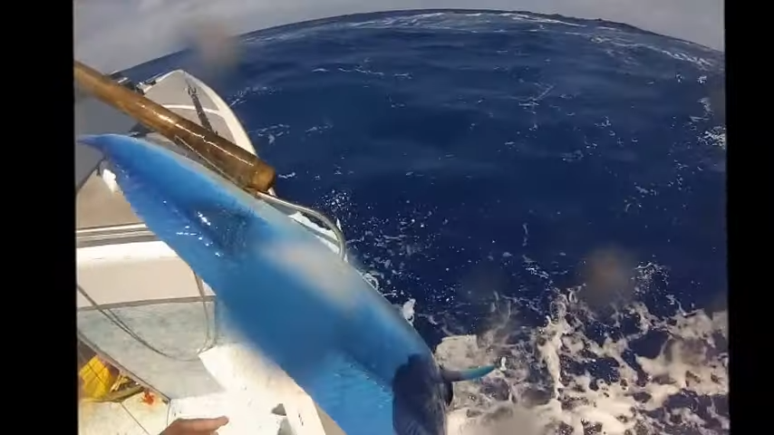 Peche au mahi mahi a tahiti 2 21 screenshot