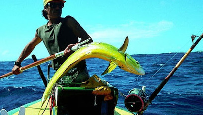 Mahimahi-1-