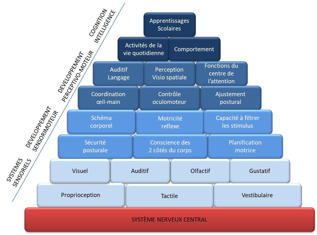 La pyramide de Williams et Shellenberger 