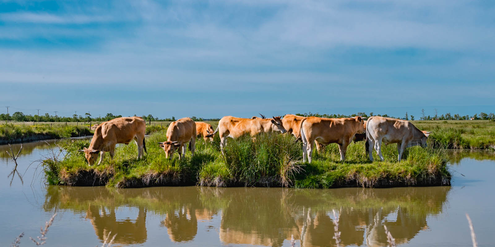 Dixerie vaches bord eau 1600x800