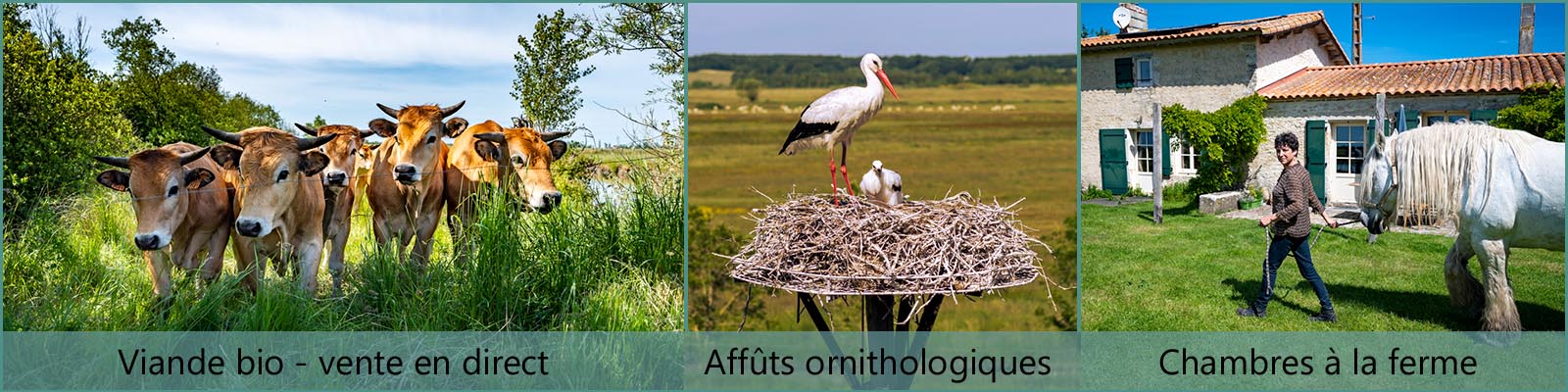 Prestations de la ferme de Dixmérie - vente directe de viande bio - locations d'affûts ornithologiques en Marais Poitevin - accueil en chambres à la ferme.