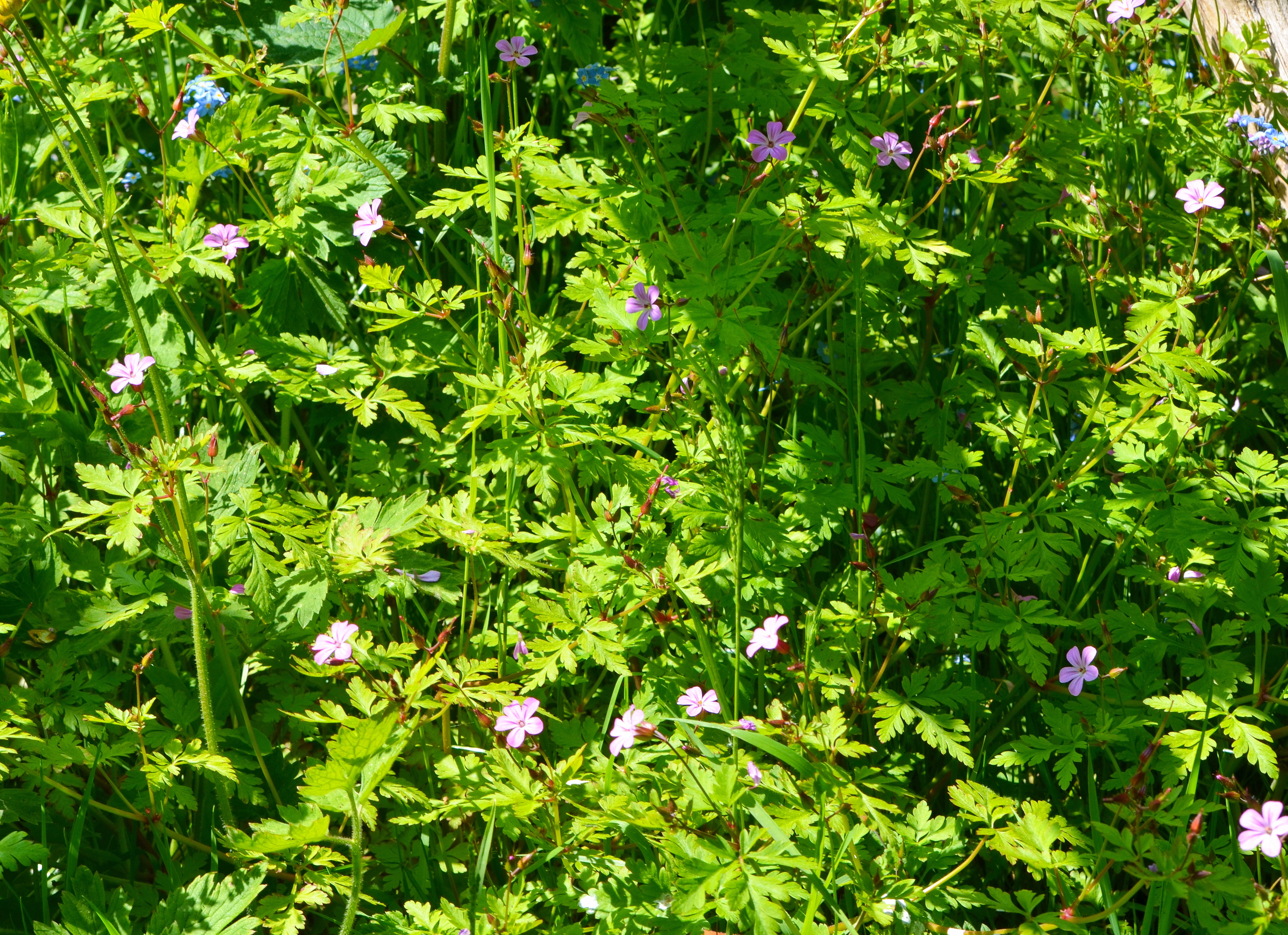 Geranium-Herbe-a-Robert-plante-web-01