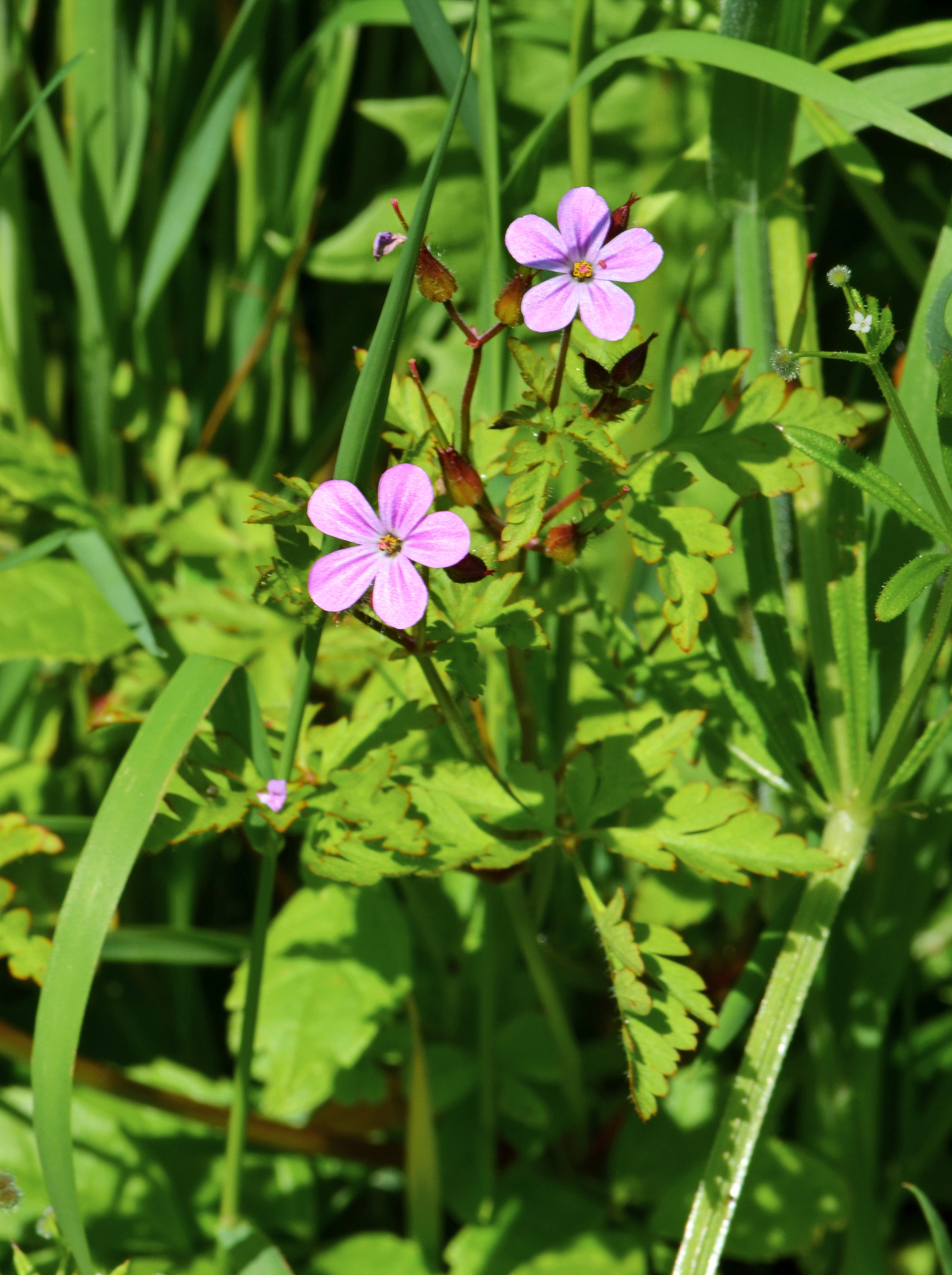 Geranium-Herbe-a-Robert-detail-fleurs-web-02