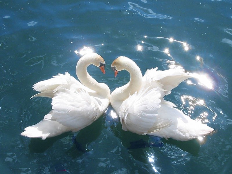 Cisnes