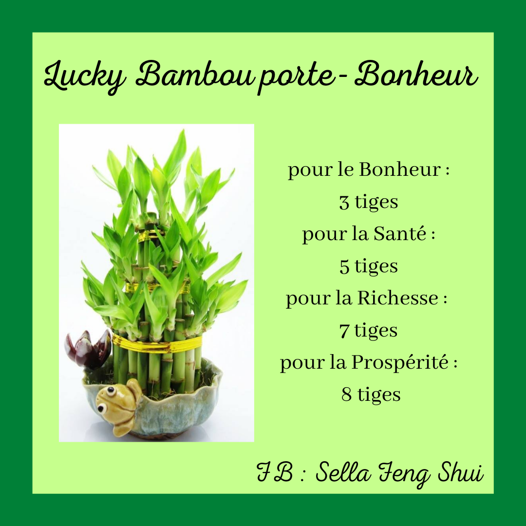 Lucky-bambou