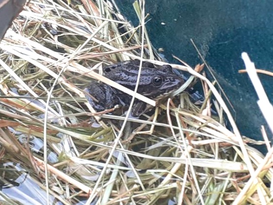 Grenouille-squatteuse-foin-trempe-20210619 105040-1