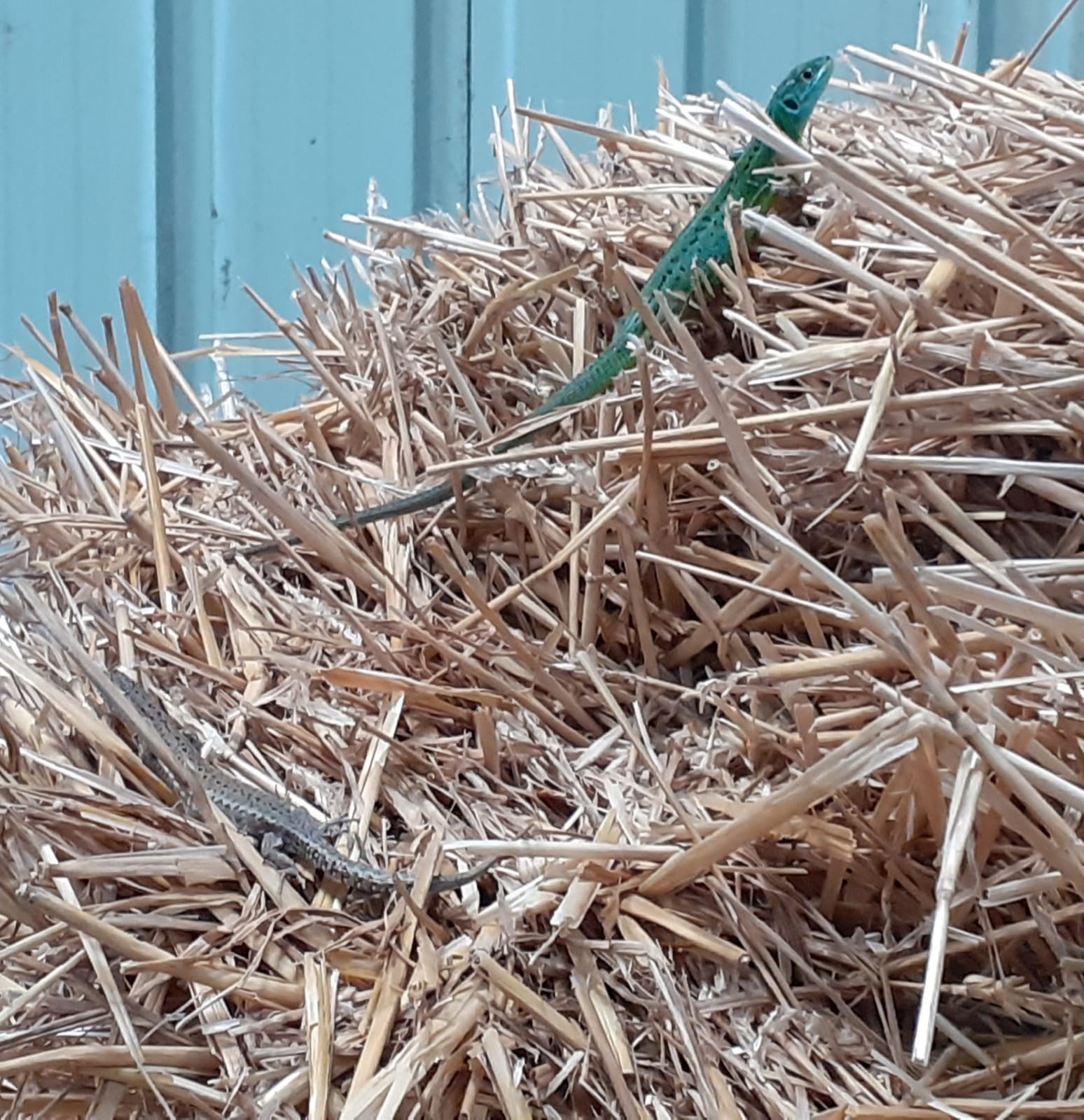 Lezards squatteurs de paille img 20210615 wa0003