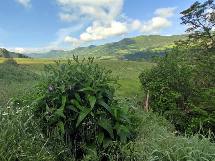 Consoude recolte dans le cantal