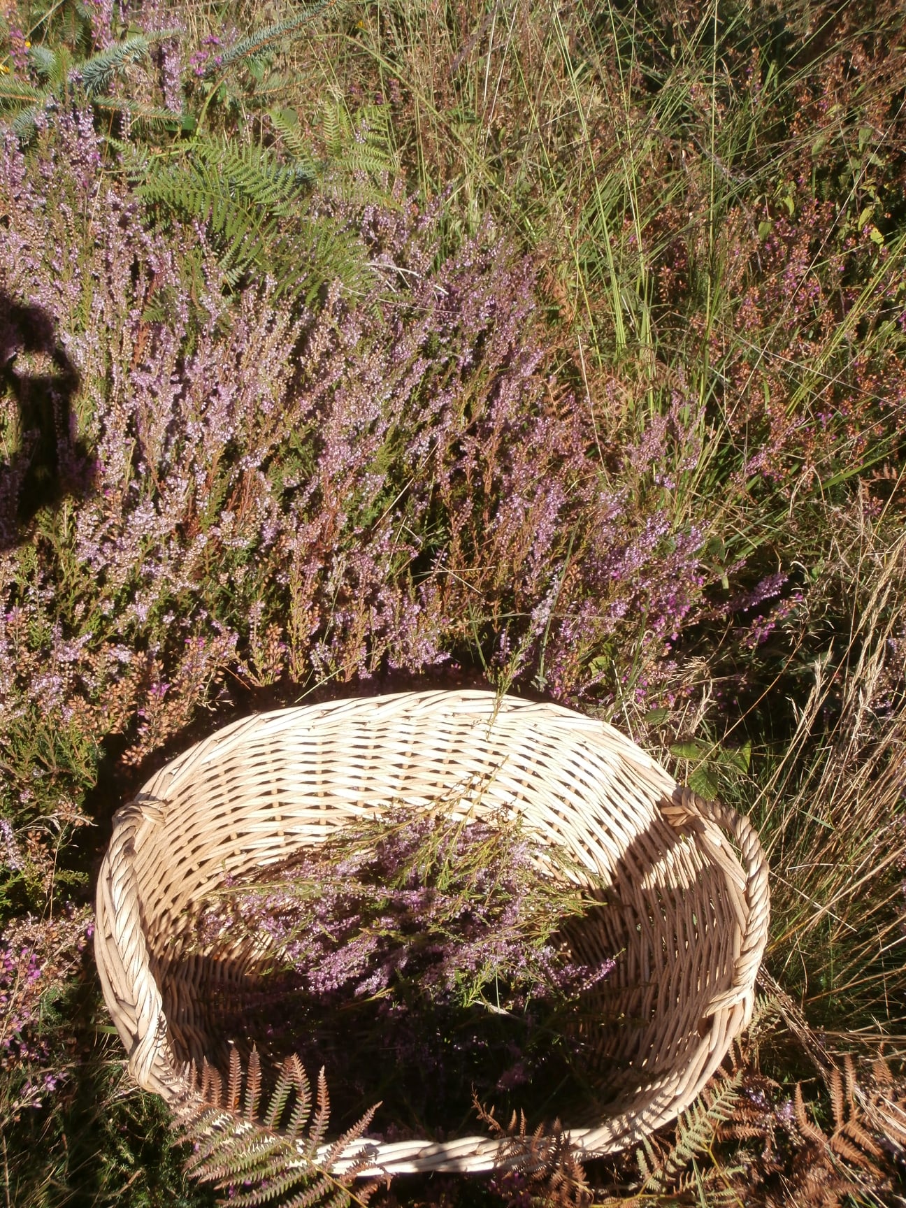 123949184 107595617831106 9183556653229243483 n