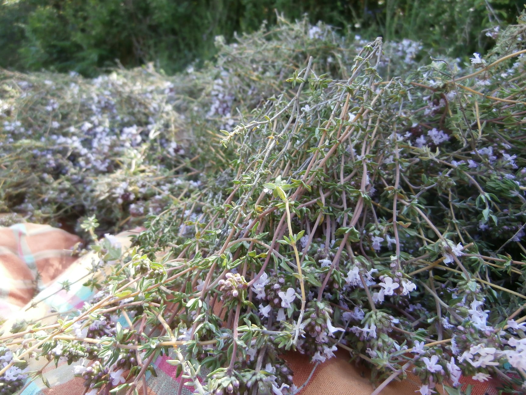 124685574 107595441164457 1364327399911891508 n