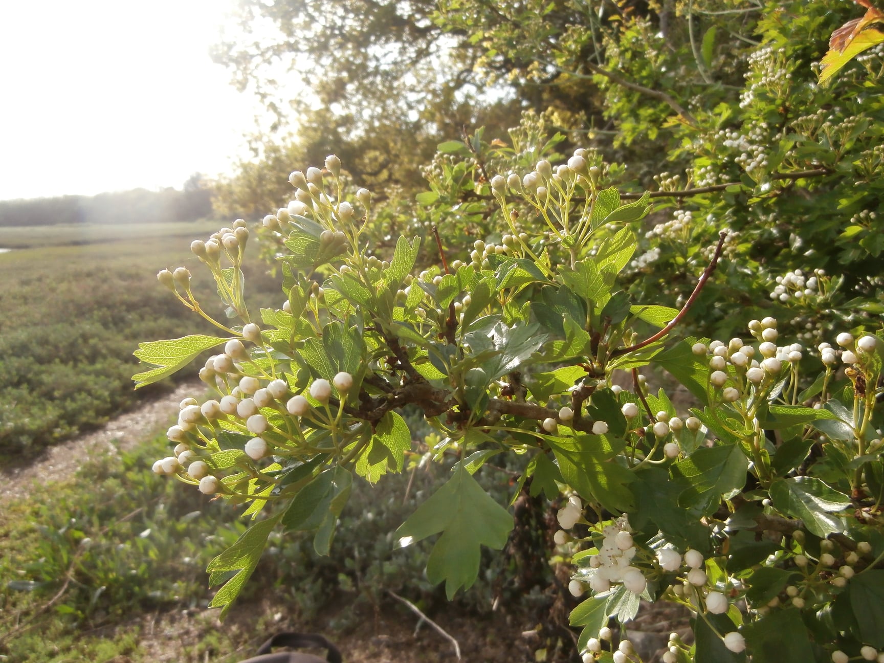 184673135 238565388067461 4659716250512713897 n