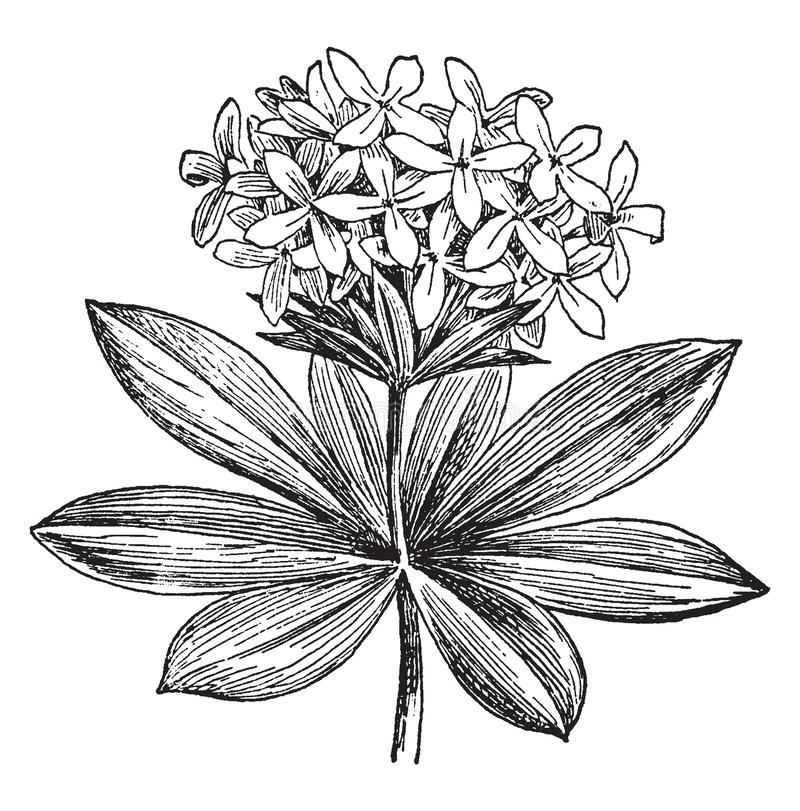 Illustration-de-vintage-d-odorata-asperula-l-est-connue-comme-odorant-woodruff-c-un-petit-pluriannuel-qui-eleve-jusqu-a-cm-163295375