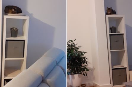 Idée "Bien vivre ensemble" - Meuble de rangement  option poste d'observation pour chat