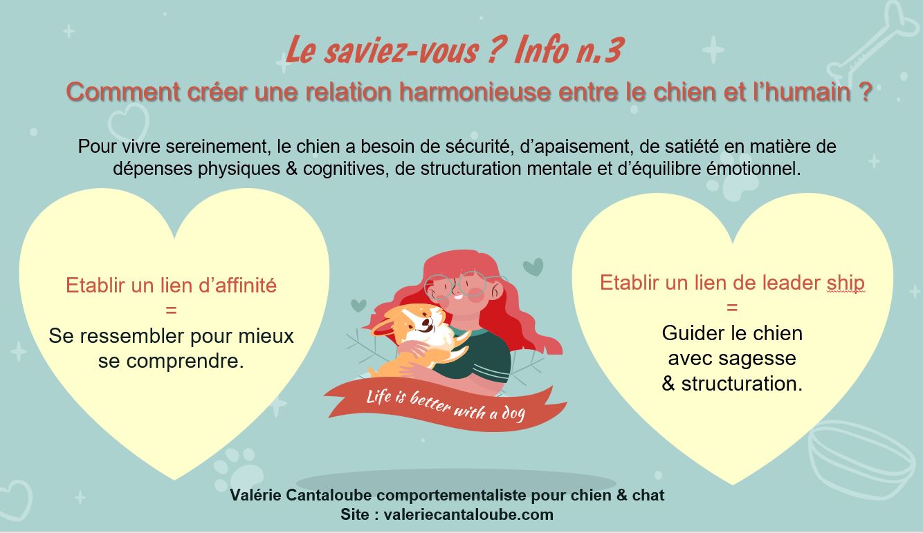 La saviez-vous ? Info n.3 - Comment créer une relation harmonieuse avec son chien ?