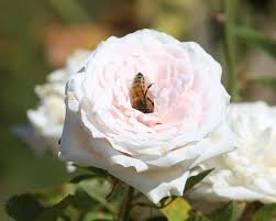 Action une Rose, une Ruche, La vie