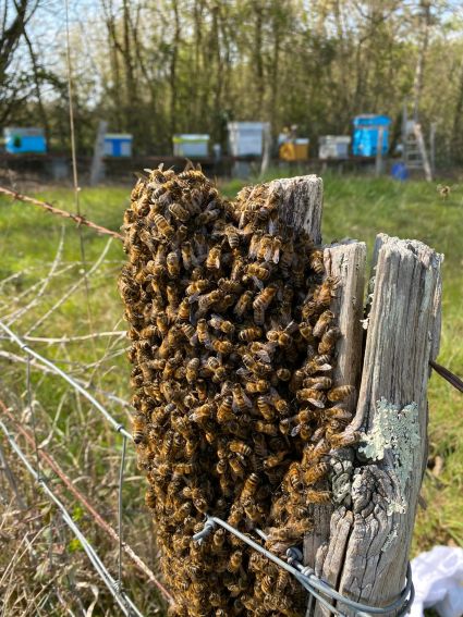 Qu'est qu'un essaimage d'abeilles?