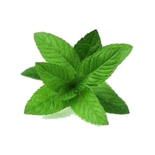 Menta grande