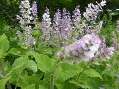 florinum,plantes médicinales,eaux florales,hydrolats,plouguerneau,finistère,bretagne 4