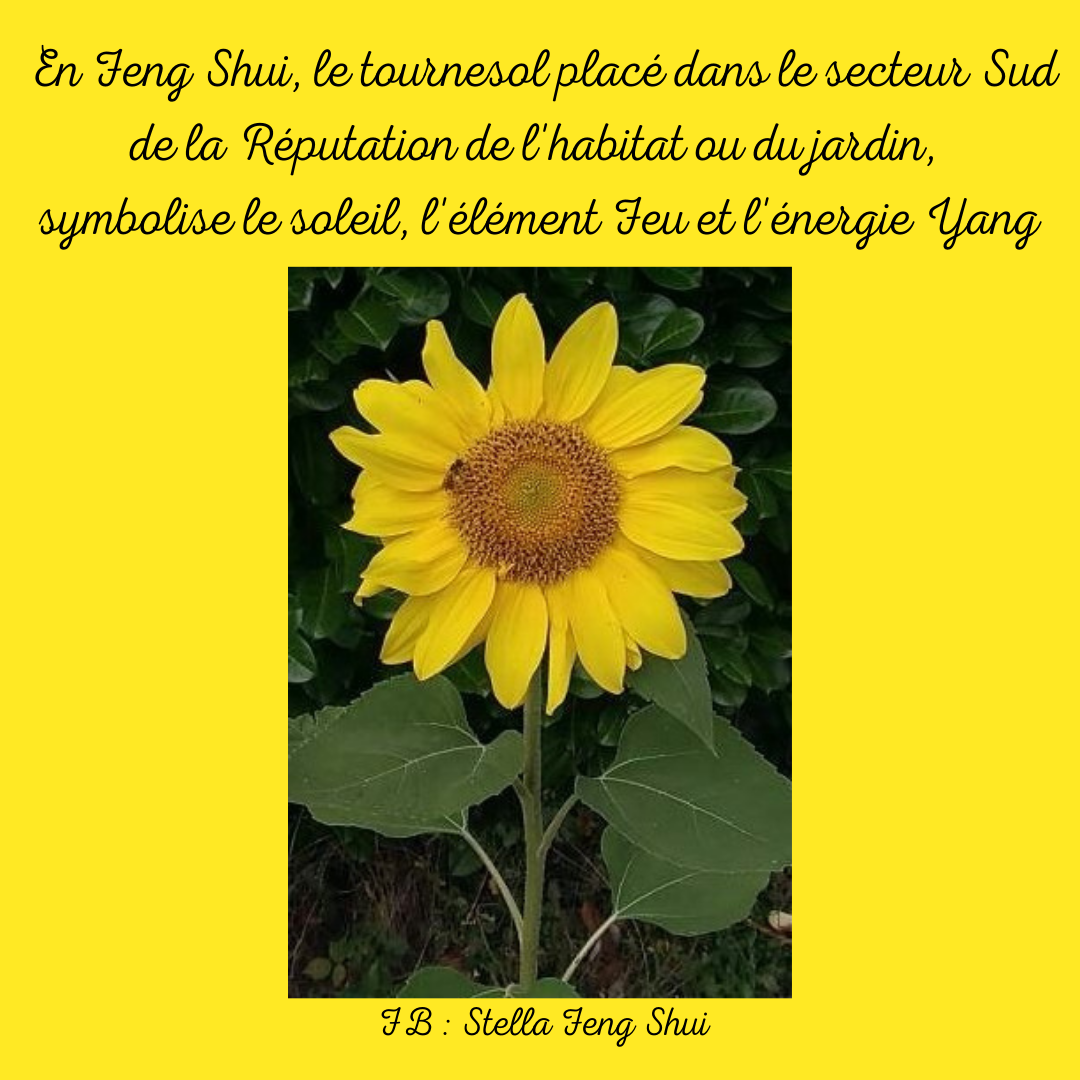 Tournesol
