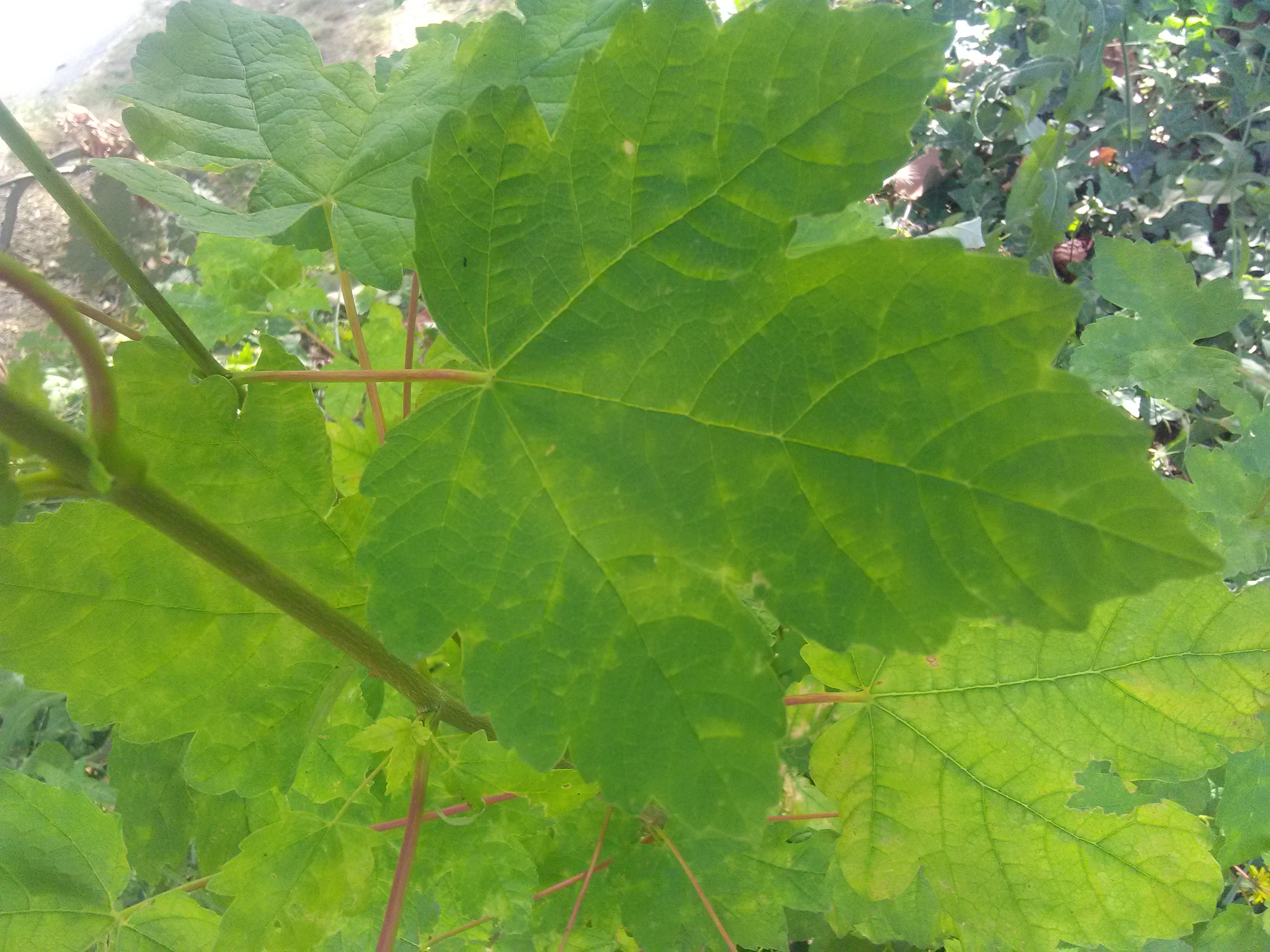 Img 20180704 185624