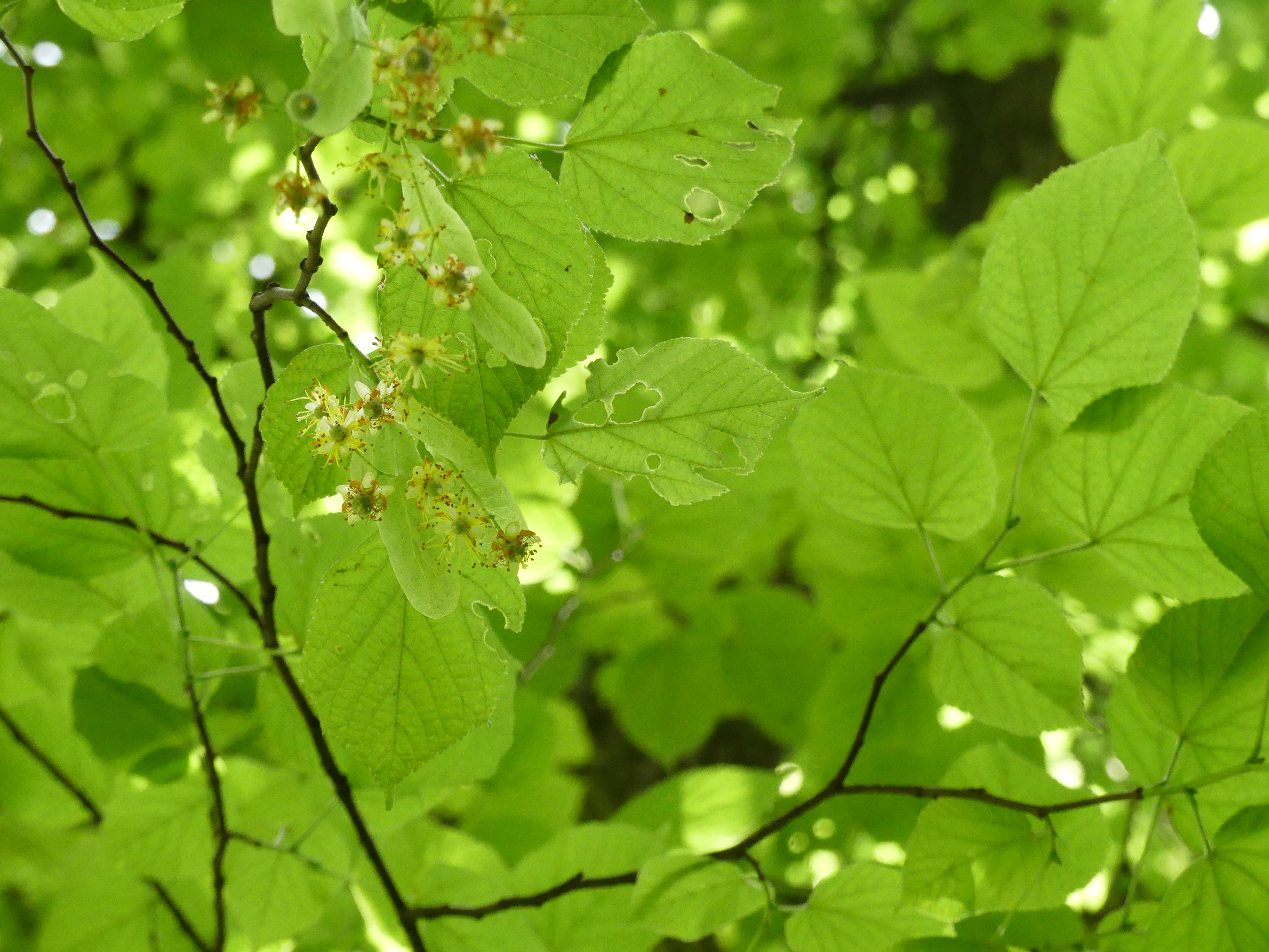 P1010530