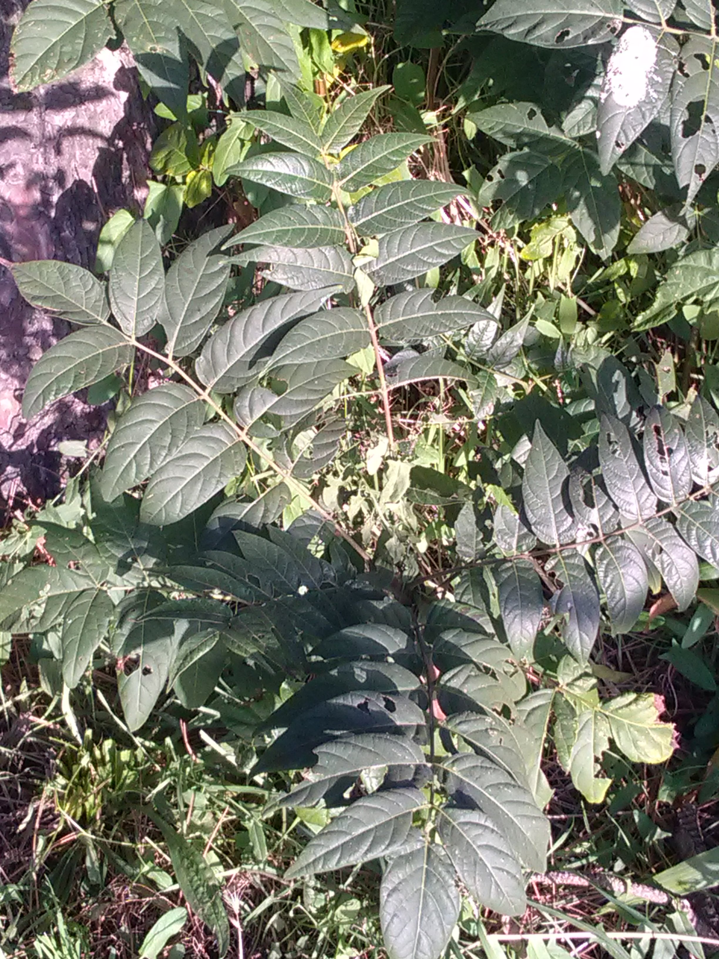Img 20171015 174053