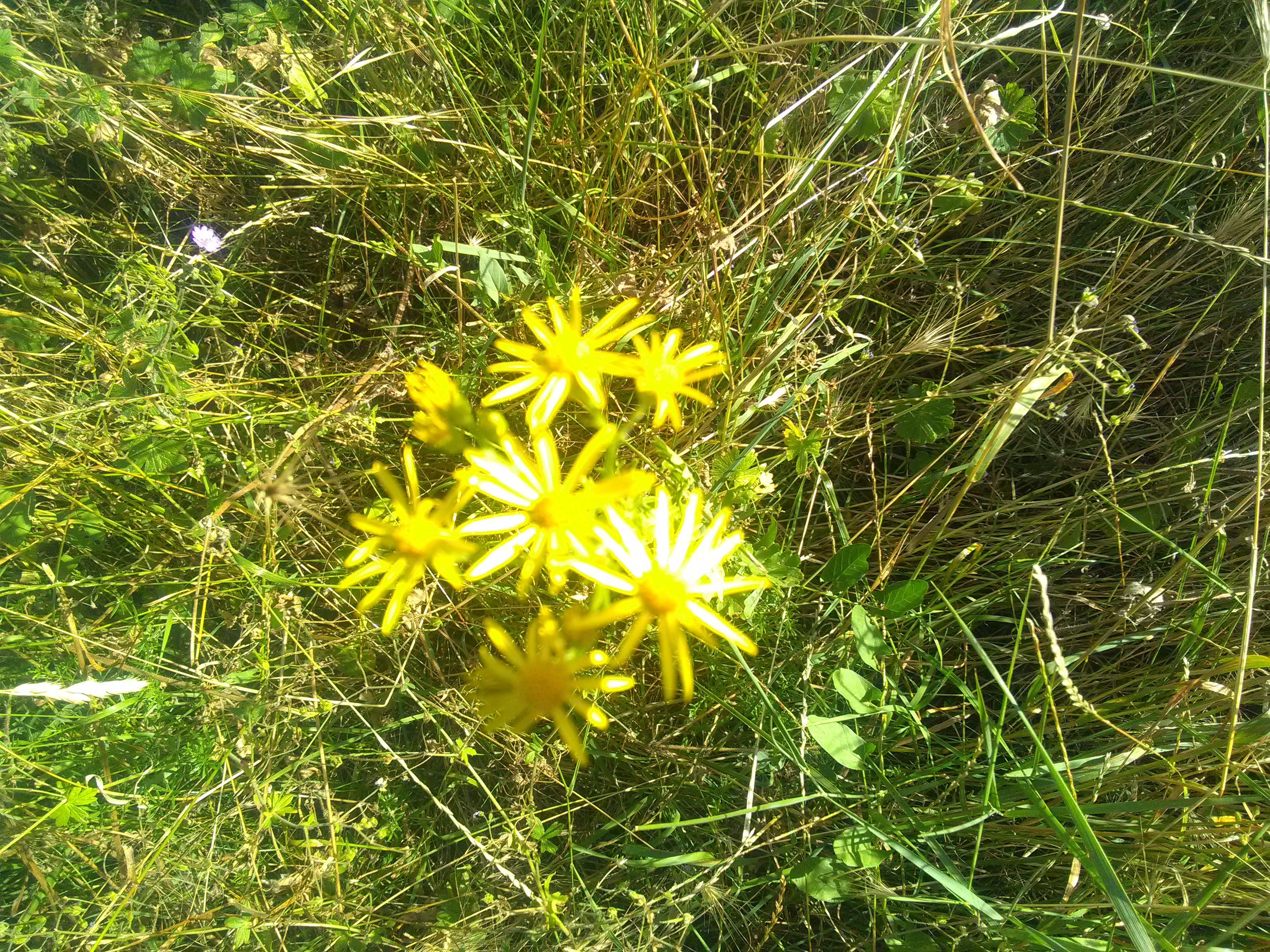 Img 20180704 185432
