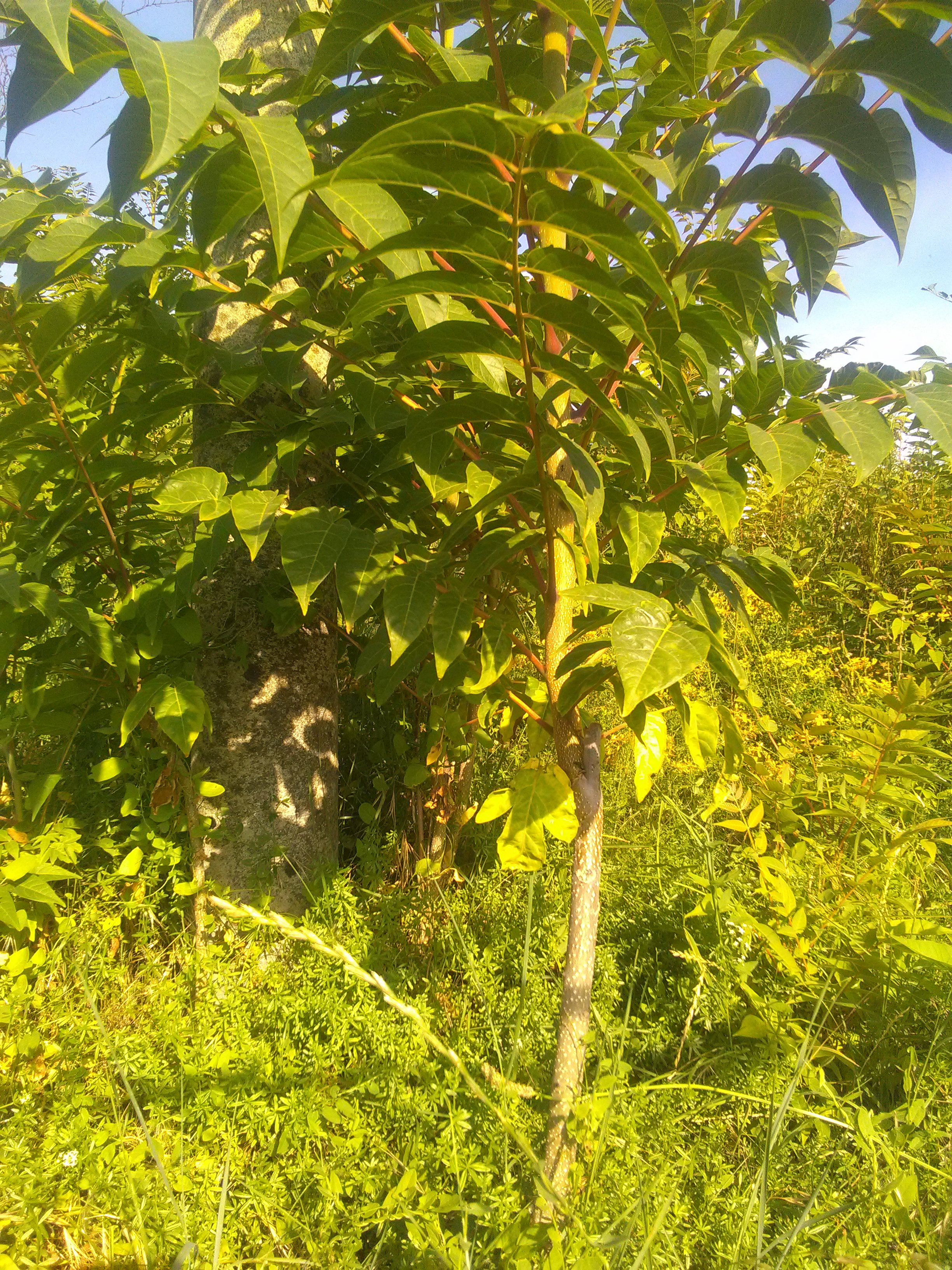 Img 20180704 185936