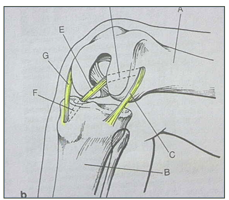 Fig4-c41e9