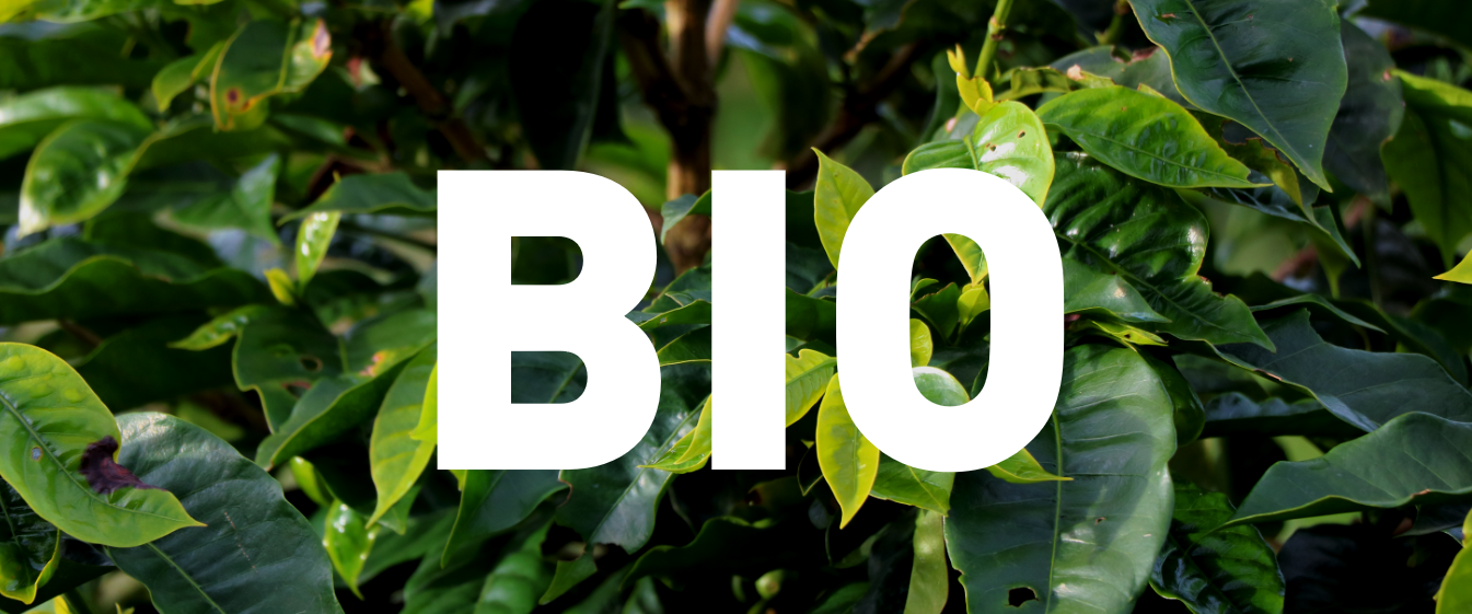 Cafe-biologique-culture-cafe-biologique-certification-cafes-trottet