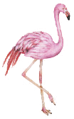 Flamant