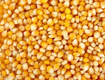 Maiz-Amarillo