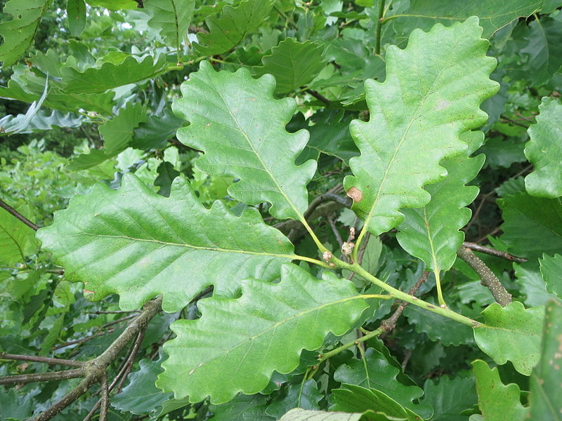 800px-20140525Quercus petraea3