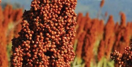 Sorgo