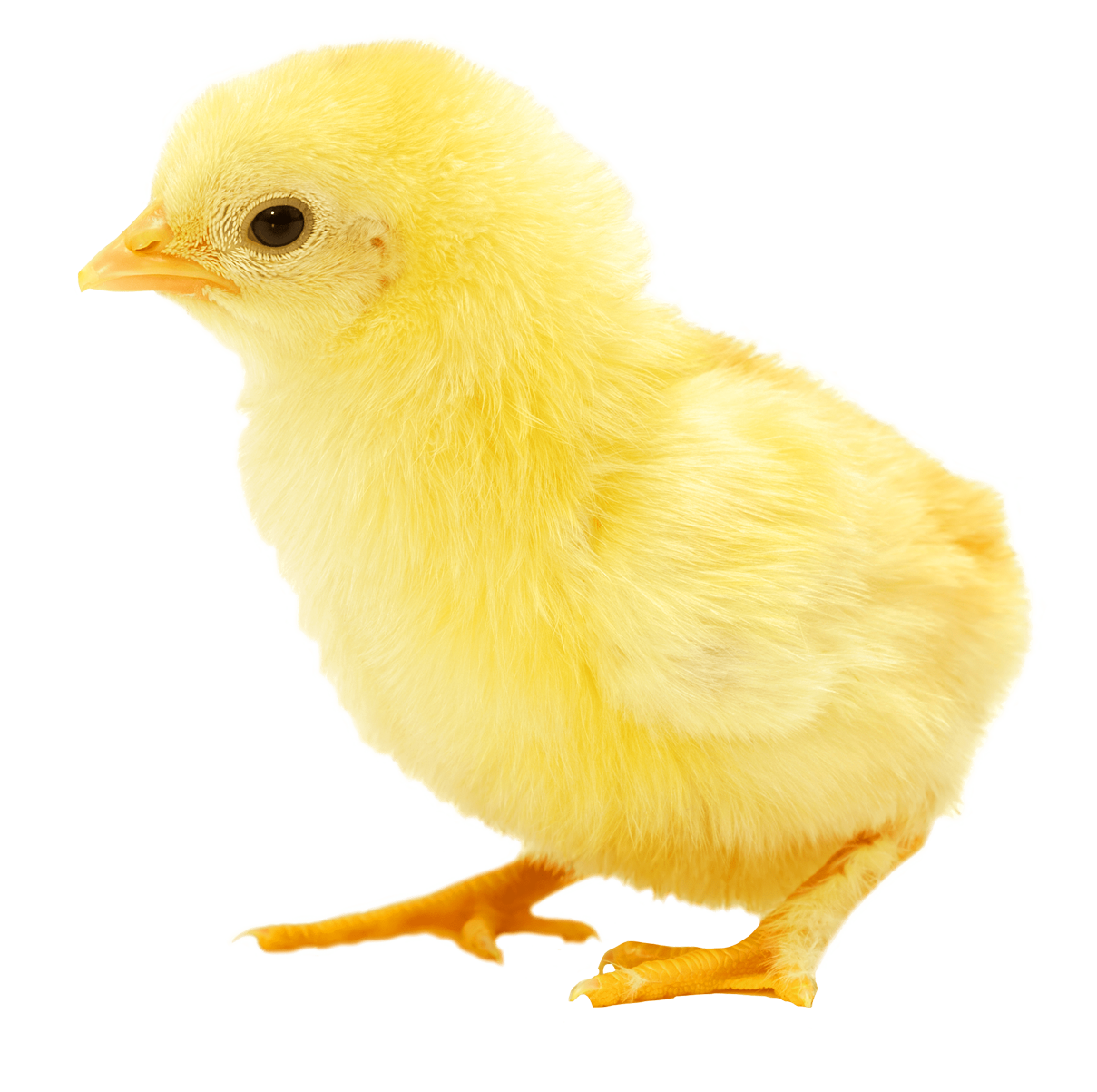-00-poussin