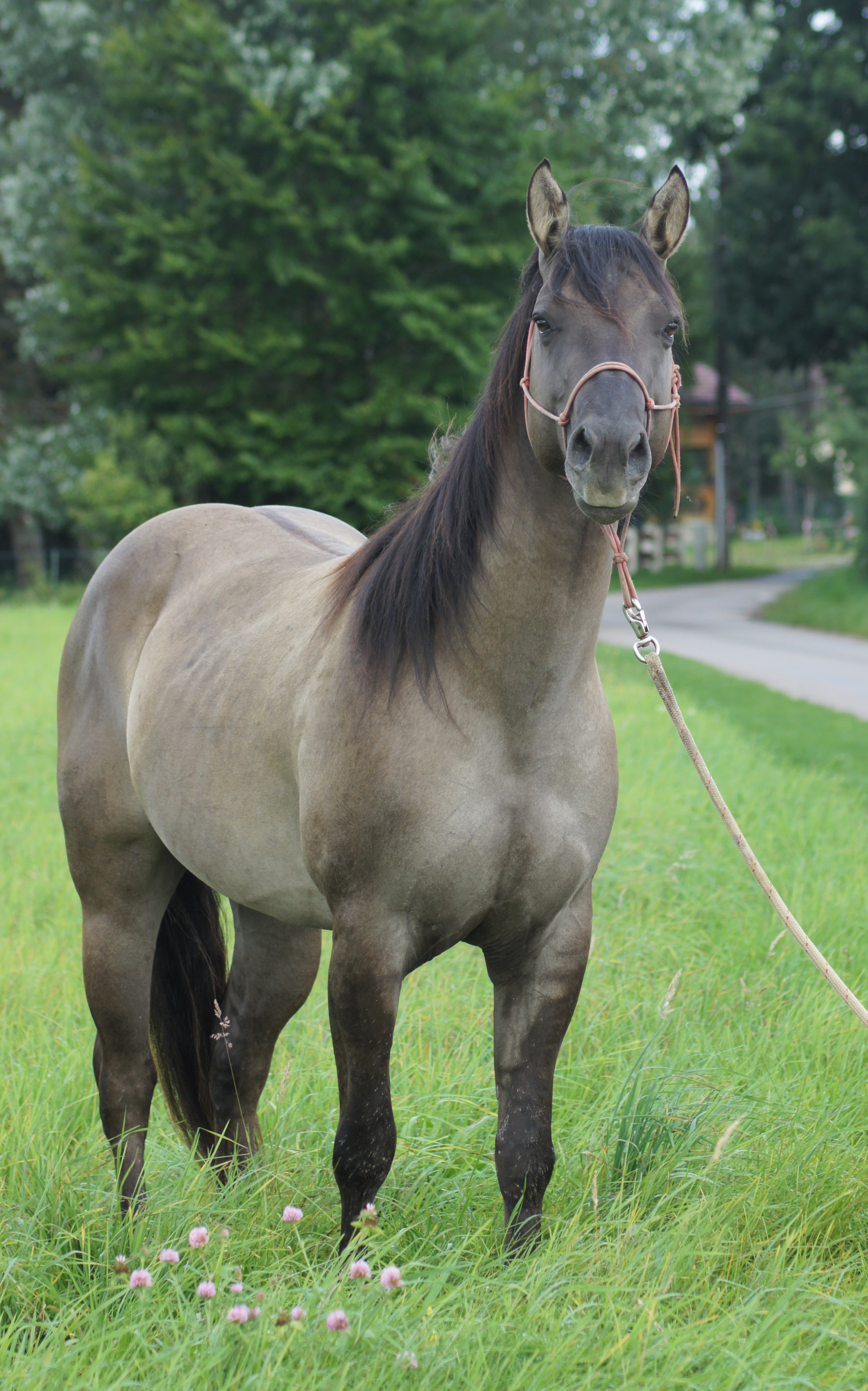 "IAGUO HOLLYWOOD VW" / Quarter Horse Fondation 90% NFQHA / AQHA / étalon / stallion / smoky grullo / silver grulla / ranch / versatility horse ranch cowhorse / FRANCE / FRANCHE COMTE / Baldrock-Ranch