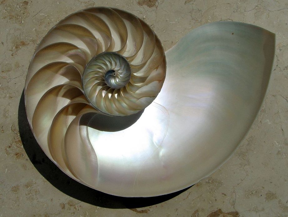 Nautilus-image-wikimedia