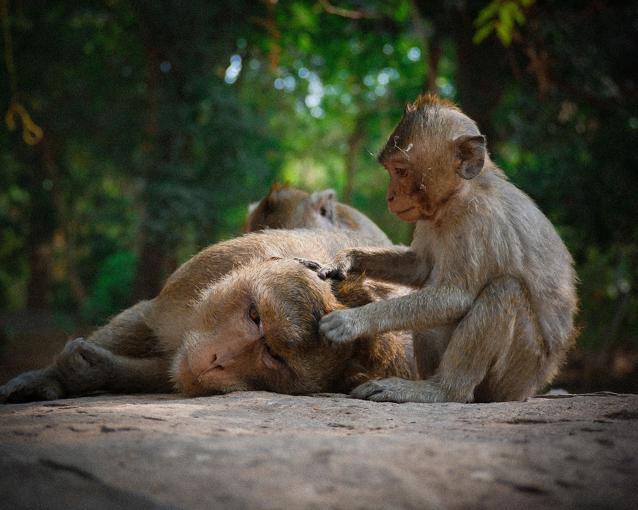 Image-Massage-singe