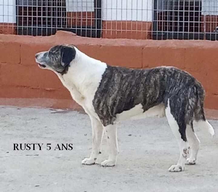 Rusty 01