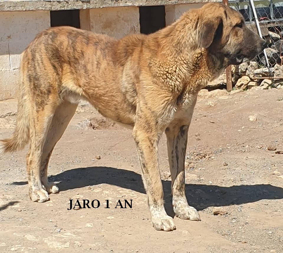 Jaro