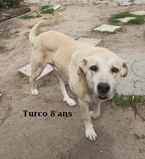 Turco