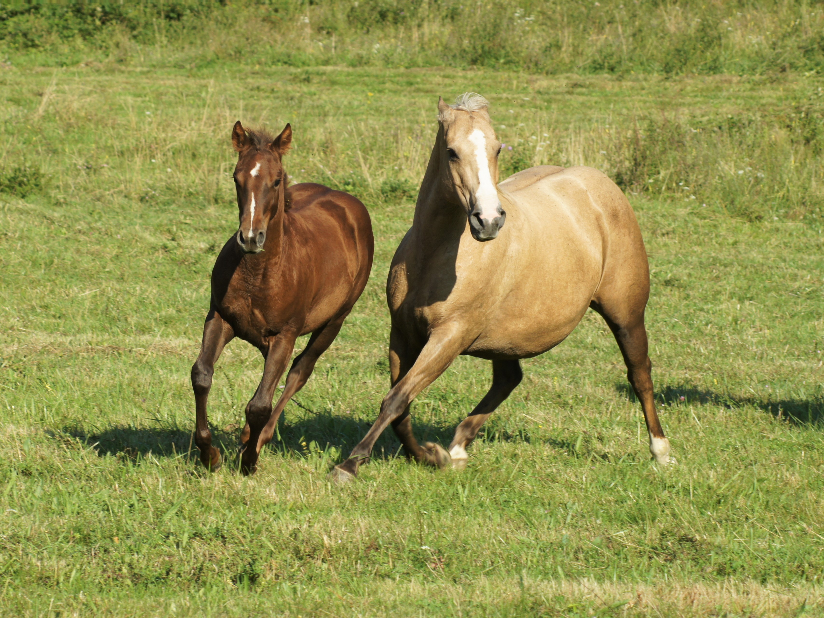 "Lady Peppy Cat" AQHA cutting 
