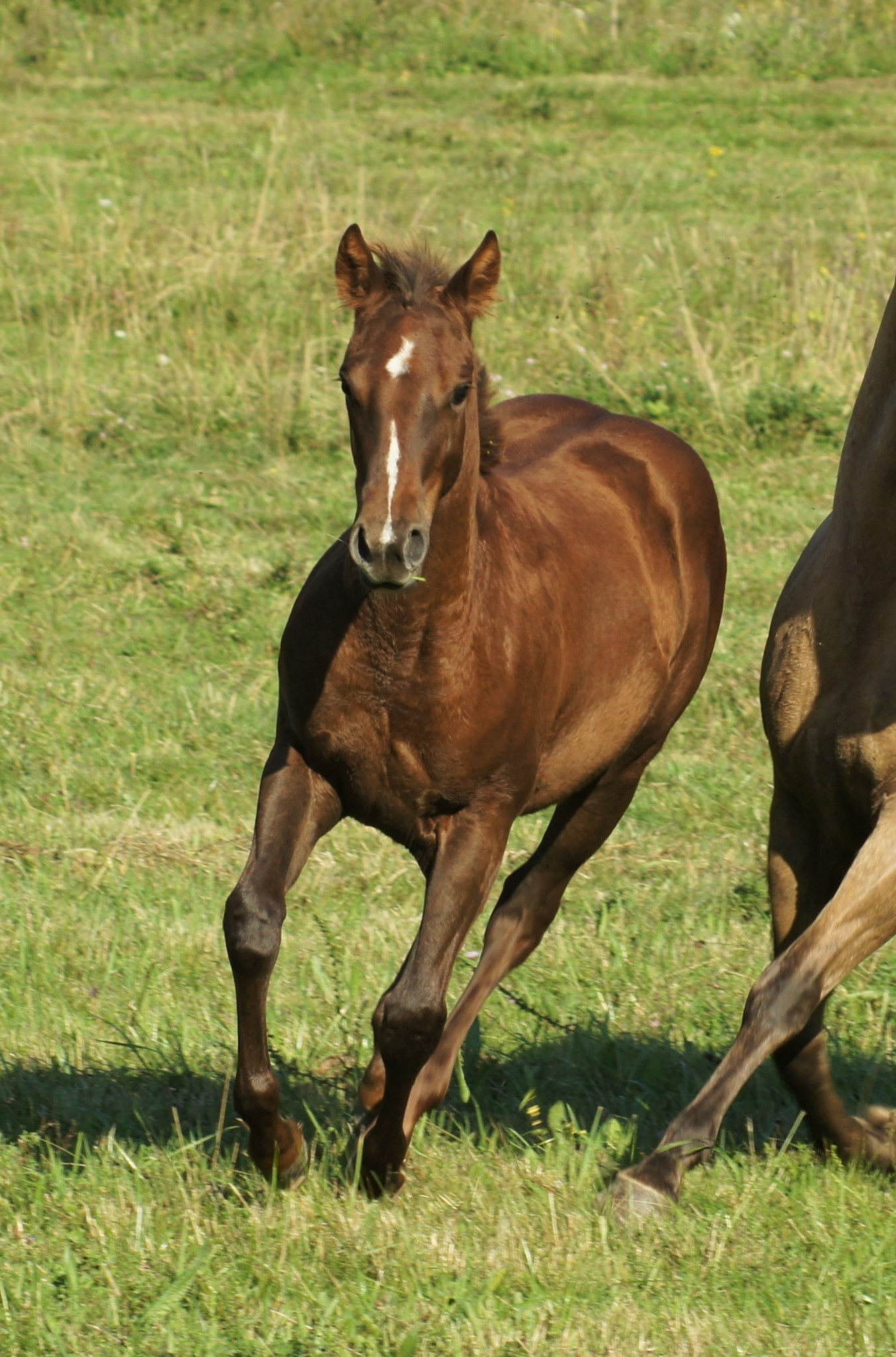 "Lady Peppy Cat" AQHA cutting for sale