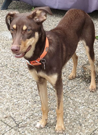 Capture-chien1