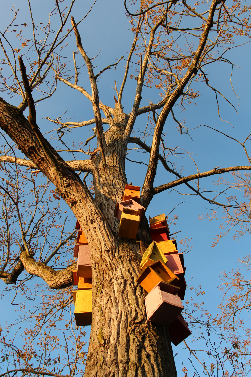 L arbre aux nids